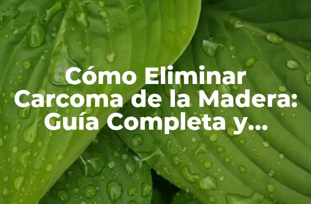 Cómo Eliminar Carcoma de la Madera: Guía Completa y Efectiva