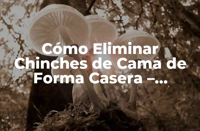 Cómo Eliminar Chinches de Cama de Forma Casera – Soluciones Naturales y Efectivas