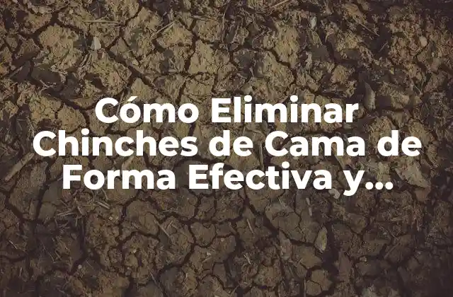 Cómo Eliminar Chinches de Cama de Forma Efectiva y Rápida