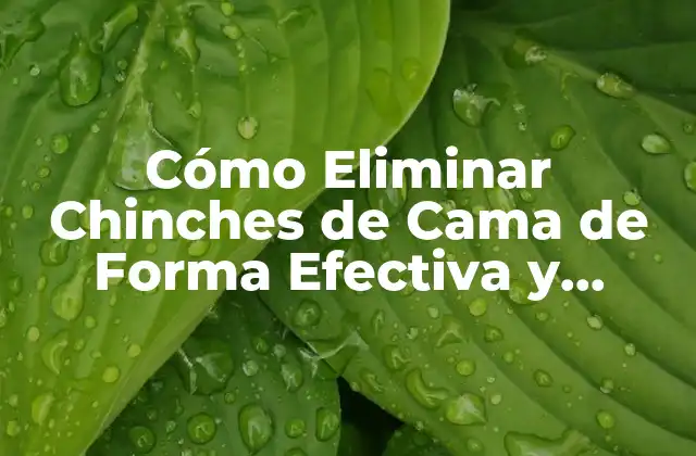 Cómo Eliminar Chinches de Cama de Forma Efectiva y Segura