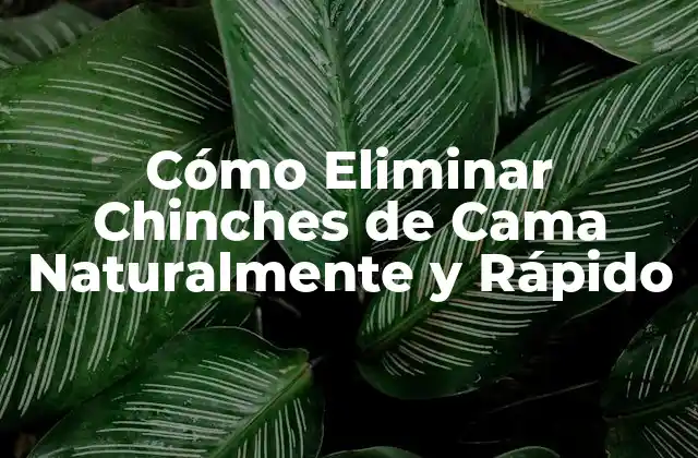 Cómo Eliminar Chinches de Cama Naturalmente y Rápido