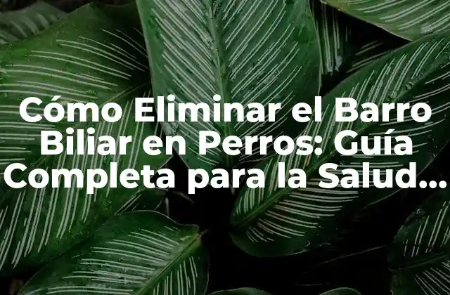Cómo Eliminar el Barro Biliar en Perros: Guía Completa para la Salud Canina