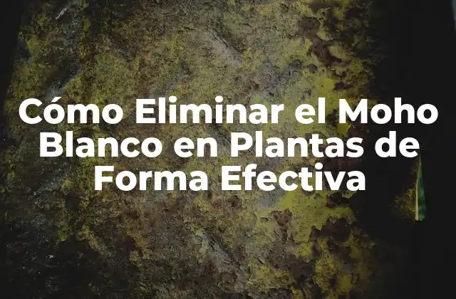 Cómo Eliminar el Moho Blanco en Plantas de Forma Efectiva 2 ¿Qué es el Moho Blanco en Plantas?