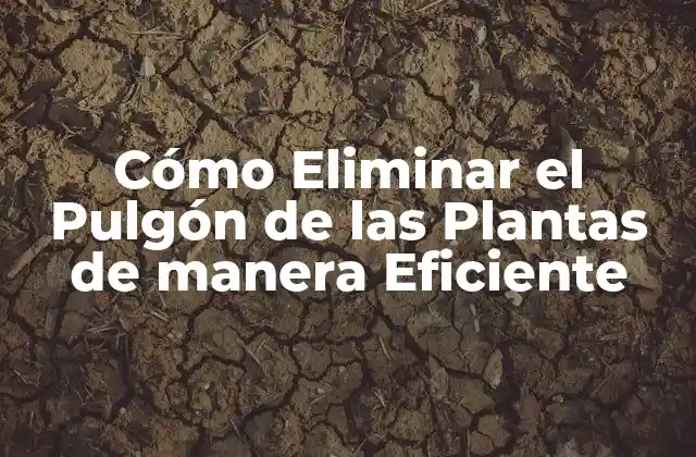 Cómo Eliminar el Pulgón de las Plantas de Manera Eficiente