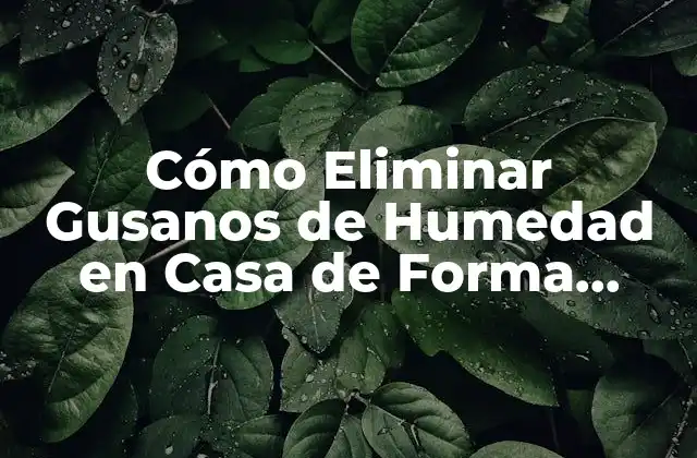 Cómo Eliminar Gusanos de Humedad en Casa de Forma Efectiva