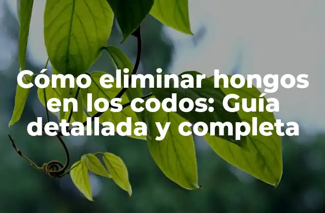Cómo Eliminar Hongos en los Codos: Guía Detallada y Completa