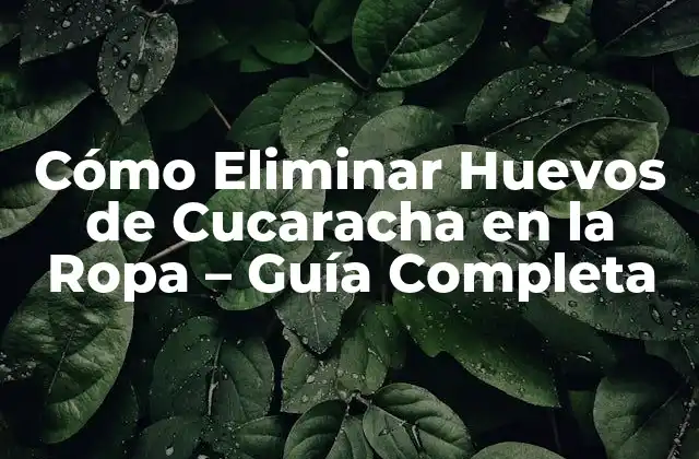 Cómo Eliminar Huevos de Cucaracha en la Ropa - Guía Completa 2 ¿Por qué las Cucarachas Ponen Huevos en la Ropa?