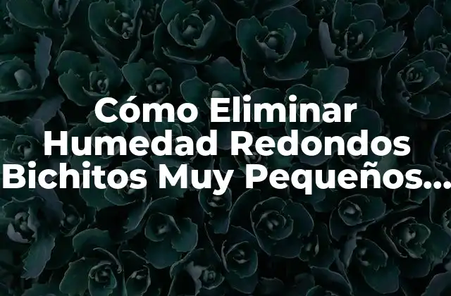 Cómo Eliminar Humedad Redondos Bichitos Muy Pequeños en Casa