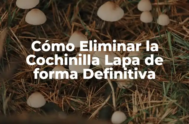 Cómo Eliminar la Cochinilla Lapa de Forma Definitiva