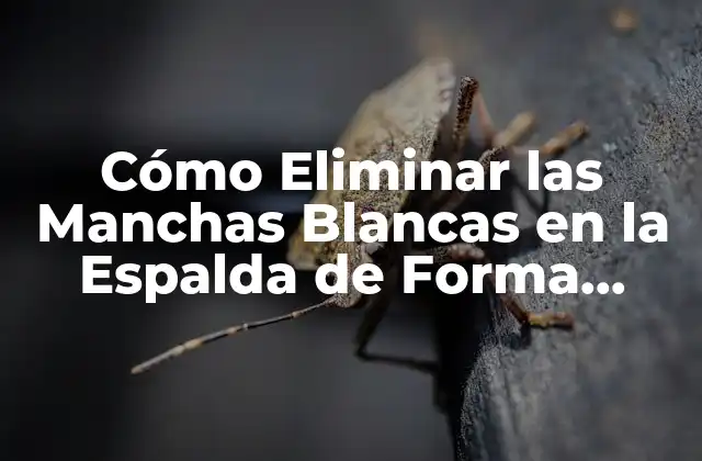Cómo Eliminar las Manchas Blancas en la Espalda de Forma Permanente 2 Causas de las Manchas Blancas en la Espalda