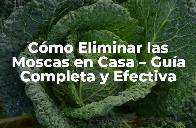 Cómo Eliminar las Moscas en Casa - Guía Completa y Efectiva 2 ¿Por qué las Moscas Invaden Nuestras Casas?