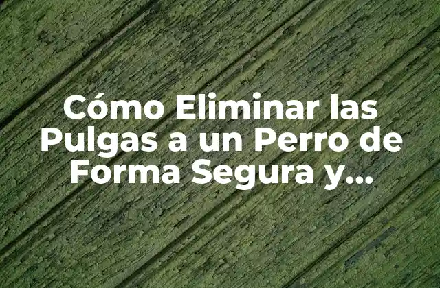 Cómo Eliminar las Pulgas a un Perro de Forma Segura y Efectiva