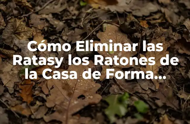Cómo Eliminar las Ratasy los Ratones de la Casa de Forma Permanente