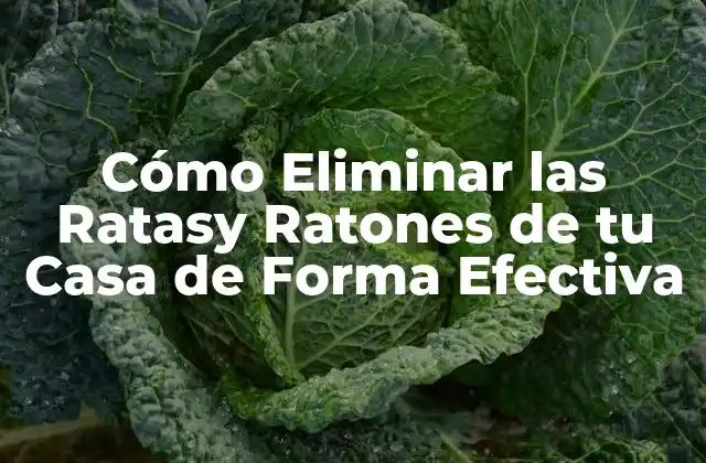 Cómo Identificar la Presencia de Ratasy Ratones