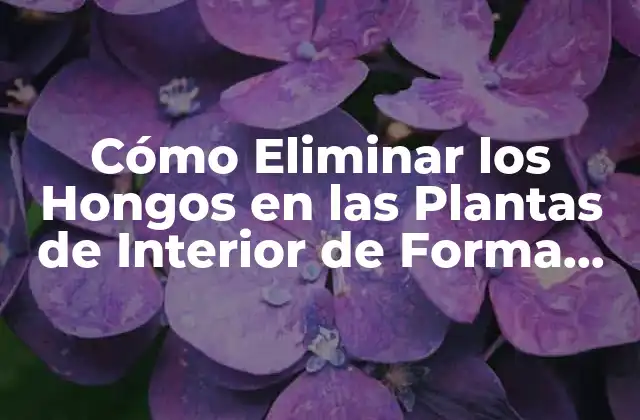 Cómo Eliminar los Hongos en las Plantas de Interior de Forma Efectiva