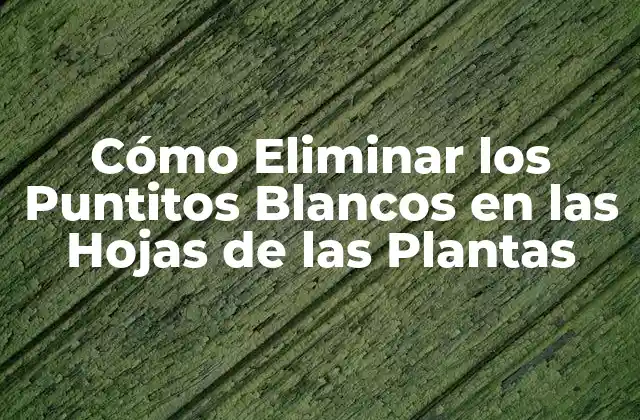Cómo Eliminar los Puntitos Blancos en las Hojas de las Plantas