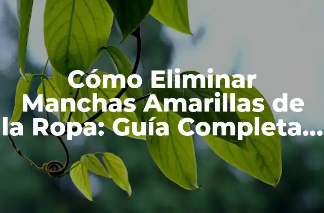 Cómo Eliminar Manchas Amarillas de la Ropa: Guía Completa y Detallada