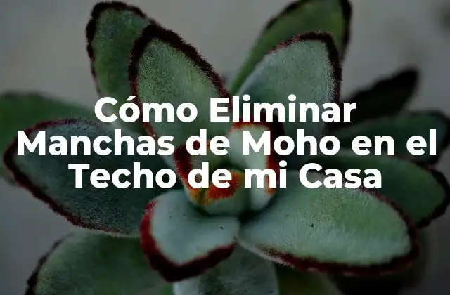 Cómo Eliminar Manchas de Moho en el Techo de Mi Casa