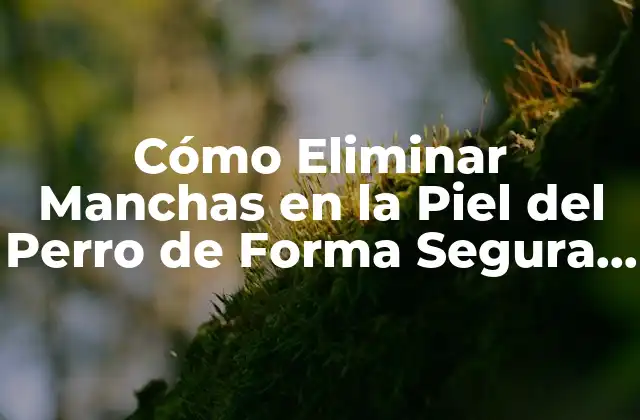 Cómo Eliminar Manchas en la Piel Del Perro de Forma Segura y Efectiva