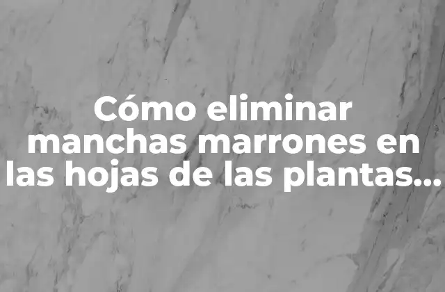 Causas de las manchas marrones en las hojas de las plantas de interior