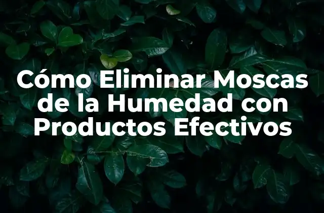 Cómo Eliminar Moscas de la Humedad con Productos Efectivos