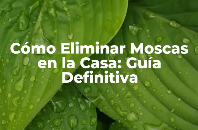 Cómo Eliminar Moscas en la Casa: Guía Definitiva