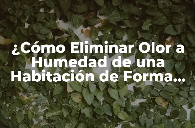 ¿cómo Eliminar Olor a Humedad de una Habitación de Forma Efectiva?
