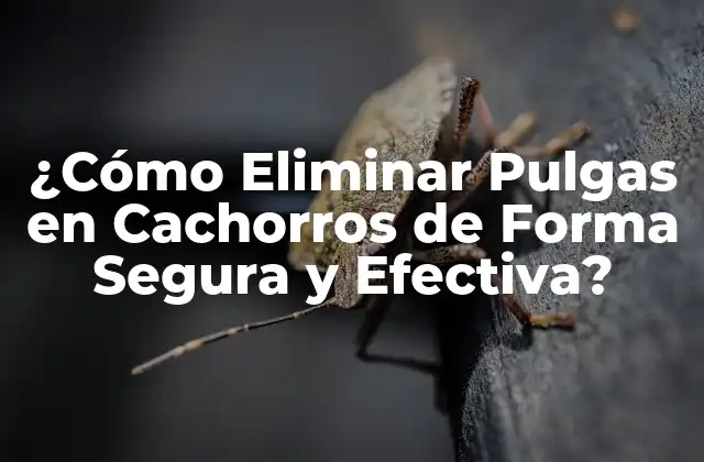 ¿cómo Eliminar Pulgas en Cachorros de Forma Segura y Efectiva?