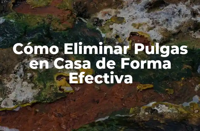 Cómo Eliminar Pulgas en Casa de Forma Efectiva