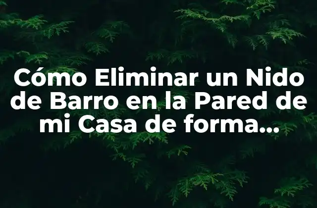 Cómo Eliminar un Nido de Barro en la Pared de Mi Casa de Forma Segura y Efectiva