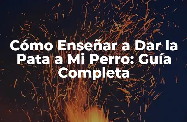 Por qué Enseñar a Dar la Pata es Beneficioso para Tu Perro