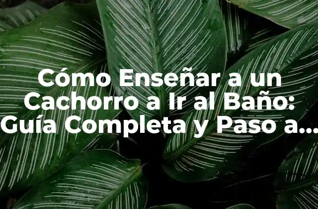 Cómo Enseñar a un Cachorro a Ir Al Baño: Guía Completa y Paso a Paso