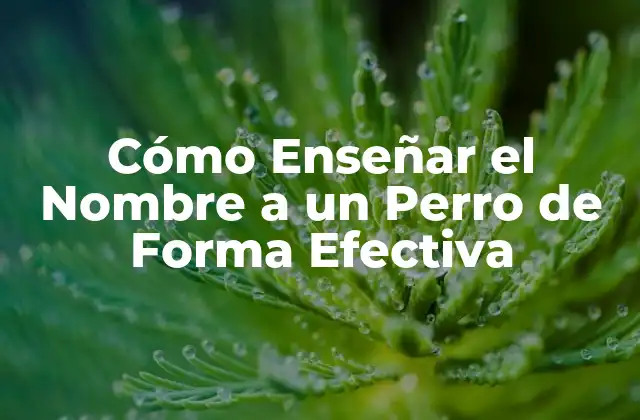 Cómo Enseñar el Nombre a un Perro de Forma Efectiva