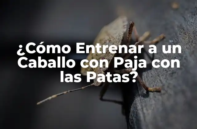 ¿cómo Entrenar a un Caballo con Paja con las Patas?