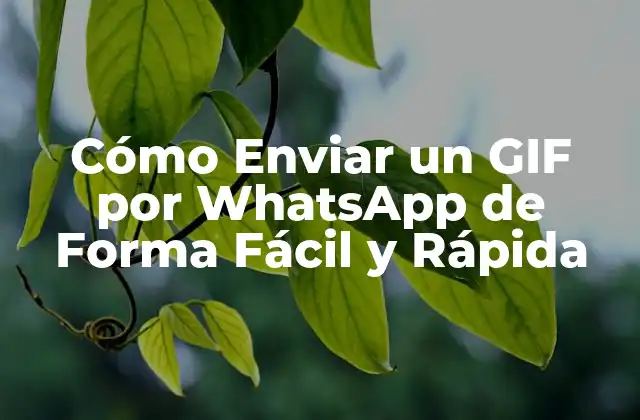 Cómo Enviar un Gif por Whatsapp de Forma Fácil y Rápida