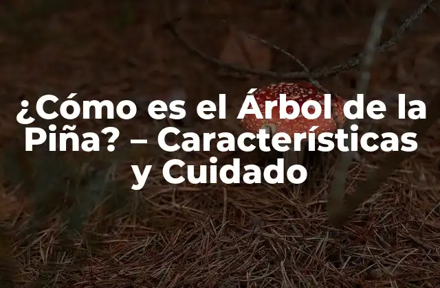 ¿cómo es el Árbol de la Piña? – Características y Cuidado
