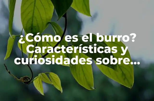 ¿cómo es el Burro? Características y Curiosidades sobre Estos Animales 2 Físico y características del burro