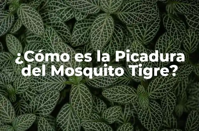 ¿cómo es la Picadura Del Mosquito Tigre?