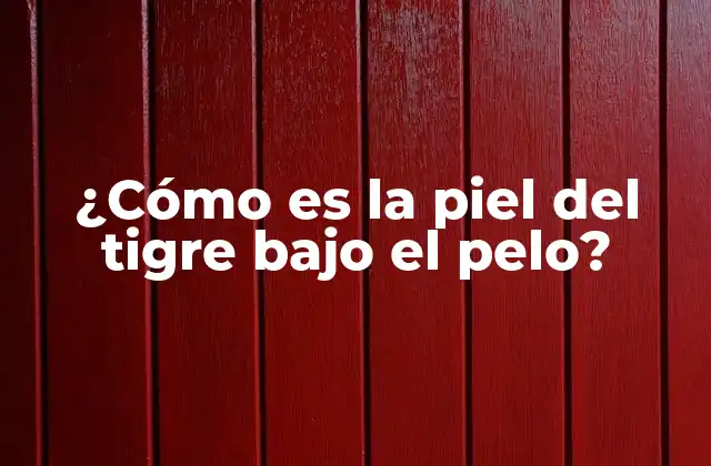 ¿cómo es la Piel Del Tigre bajo el Pelo?