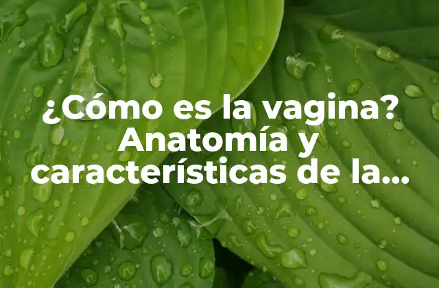 ¿cómo es la Vagina? Anatomía y Características de la Vagina Femenina