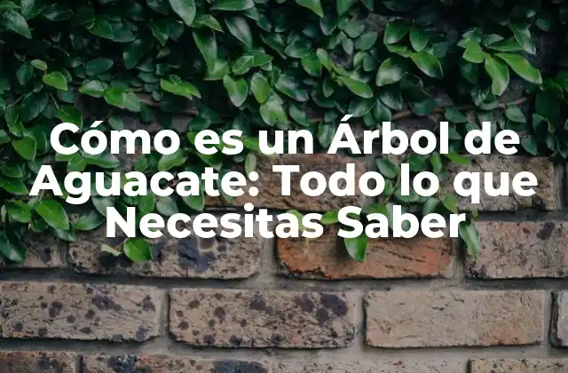 Cómo es un Árbol de Aguacate: Todo Lo que Necesitas Saber