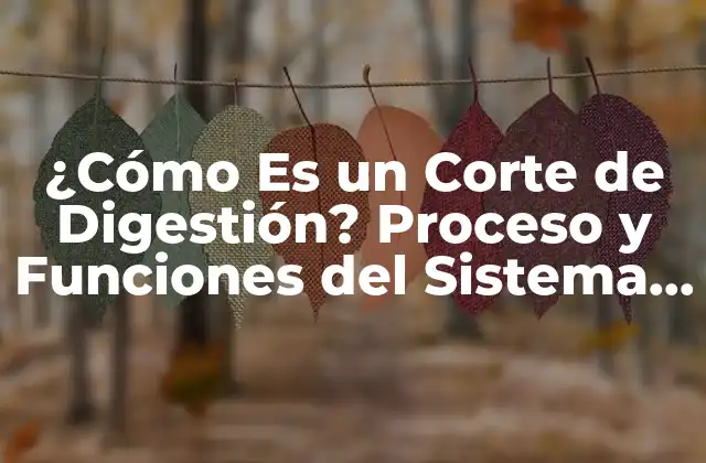 ¿cómo es un Corte de Digestión? Proceso y Funciones Del Sistema Digestivo