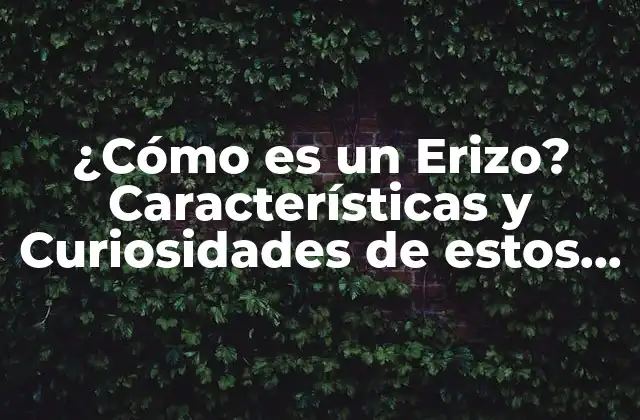 ¿cómo es un Erizo? Características y Curiosidades de Estos Animales