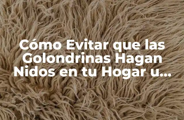 Cómo Evitar que las Golondrinas Hagan Nidos en Tu Hogar u Oficina