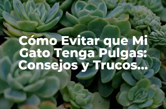 ¿Por qué Mi Gato Tiene Pulgas?