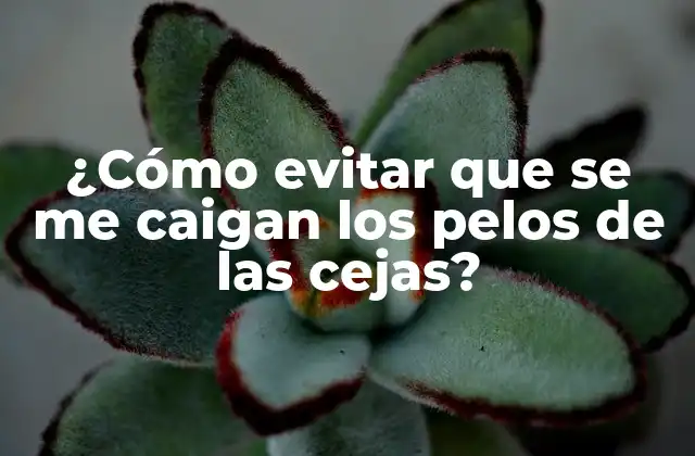 ¿cómo Evitar que Se Me Caigan los Pelos de las Cejas? 2 Causas de la pérdida de cejas