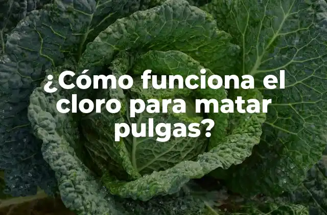 ¿cómo Funciona el Cloro para Matar Pulgas?