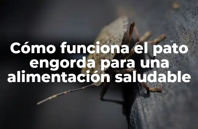 Cómo Funciona el Pato Engorda para una Alimentación Saludable