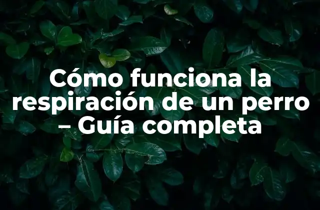 Cómo Funciona la Respiración de un Perro – Guía Completa