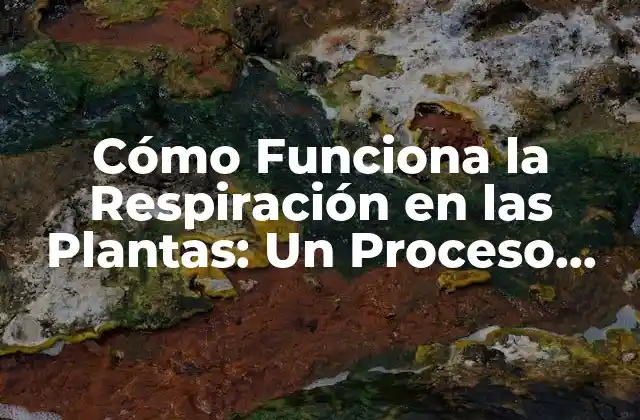 Cómo Funciona la Respiración en las Plantas: un Proceso Vital